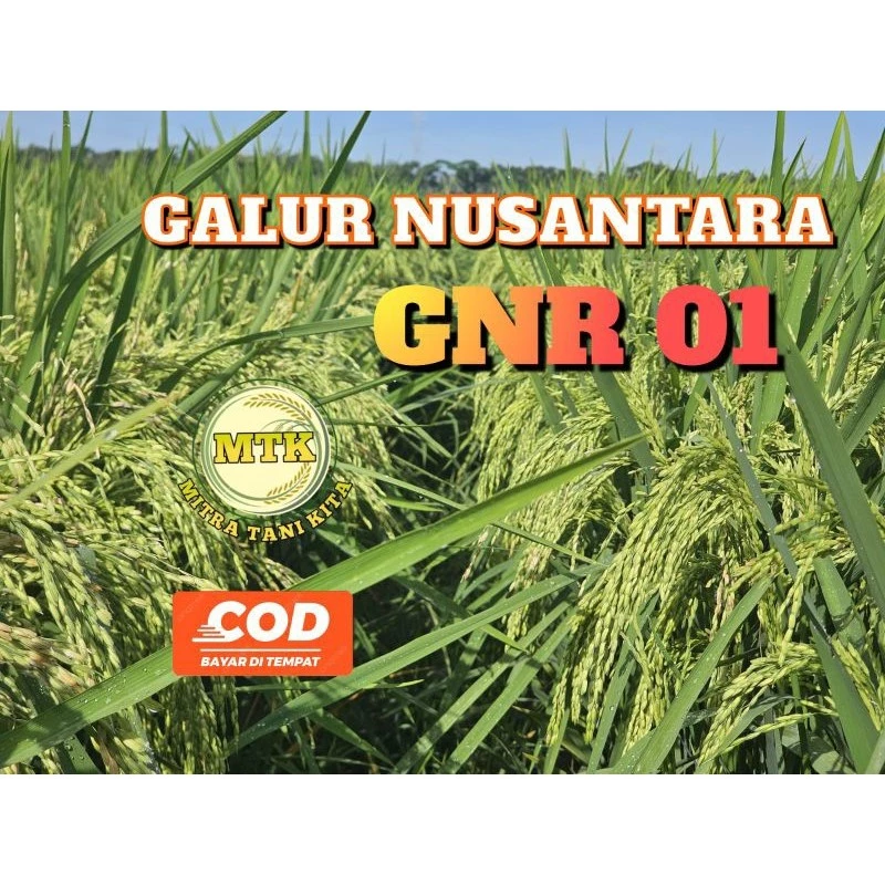 Benih Padi Galur Nusantara GNR 01 Kemasan 5KG Solusi Tepat untuk Hasil Panen Melimpah